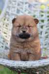 Ruda suczka chow chow