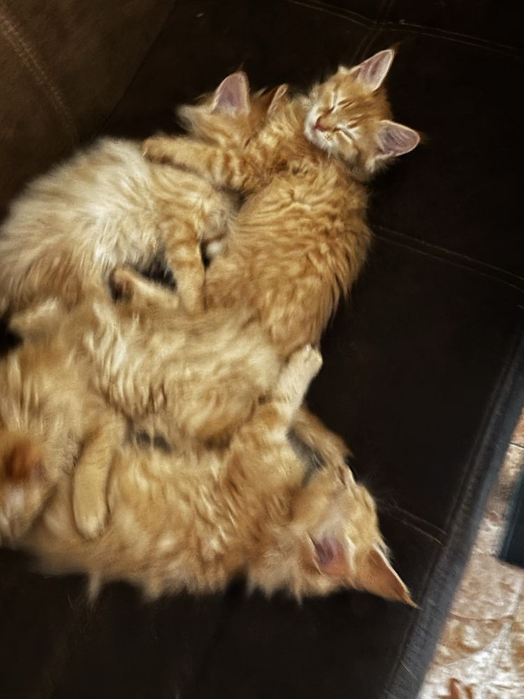 Кошенята мейн-кун