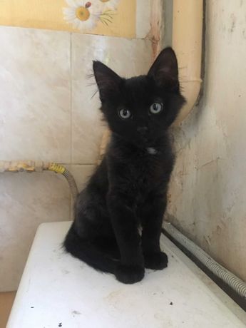Котенок черно-пепельного  цвета