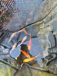 Carpas koi 7/12cm