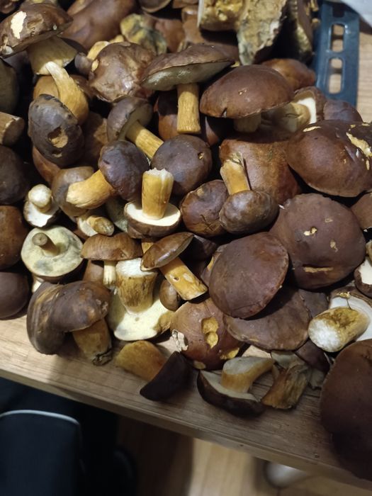 Sprzedam grzyby świeże