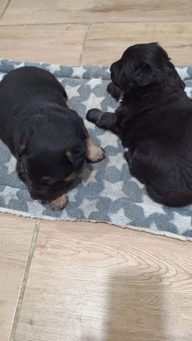 Oddam szczeniaki w dobre ręce