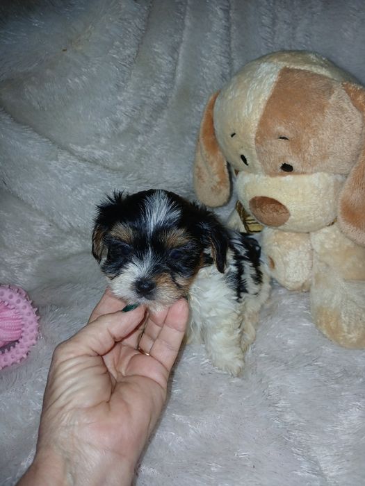 Biewer Terrier Fêmea Com Lop Criadora Registada PT 3088 FL