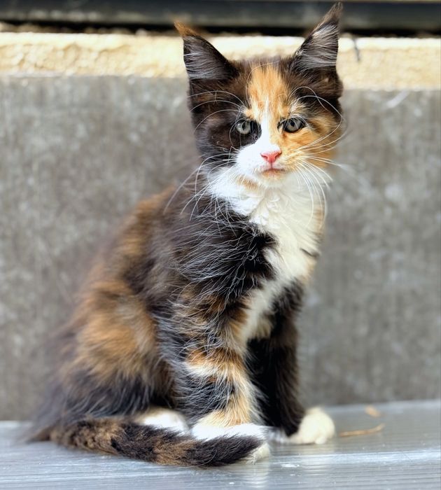 Gatinha Maine Coon bebe
