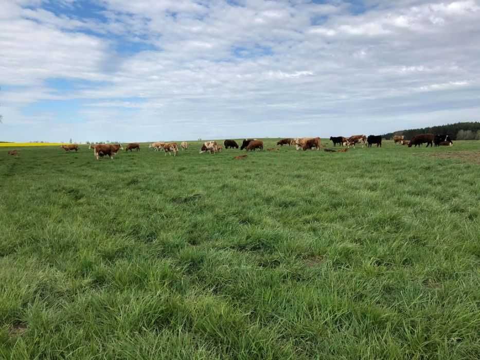 Trawa trawy PL-6 Pastwiskowa mieszanka traw 10 kg OSEVA