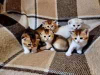 Кошенята Scottish fold, Золота шиншила