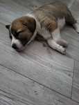 Oddam psa mix labrador/bigiel