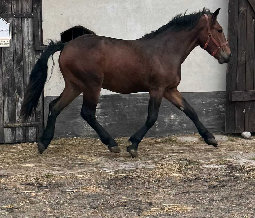 Sprzedam klacz zimnokrwistą