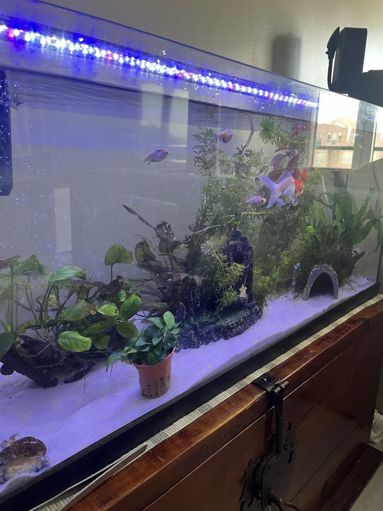 Aquario 100x30x40 usado