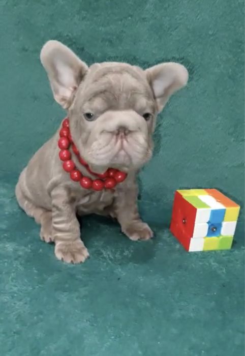 Вип! Элитная девочка Биг роп изабелла солид