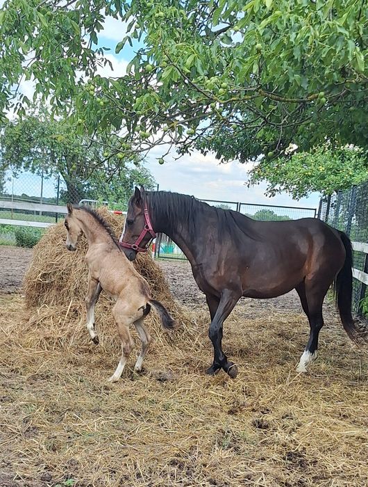 Sprzedam klacz kuc walijski ze źrebakiem