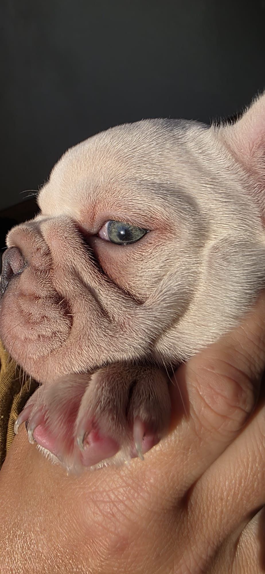 Bulldog francês fêmea platinium