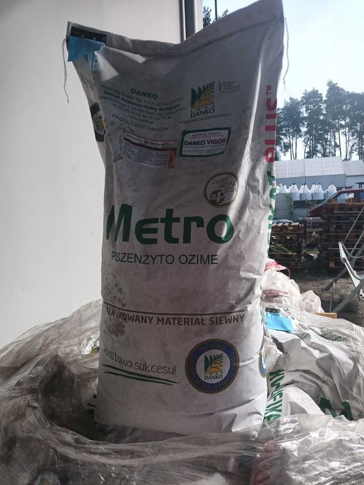 Pszenżyto ozime METRO C/1 materiał siewny zaprawiany METRO, pszenżyto