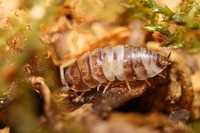 Cylisticus convexus "Ukraine pied", równonogi, isopoda