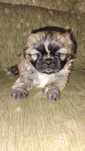 Piękna suczka shih tzu