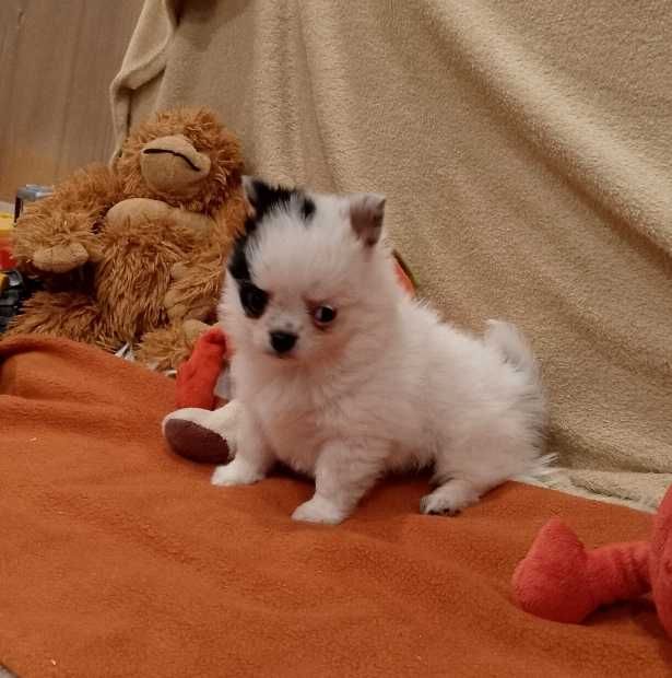 Chihuahua chłopiec długowłosy