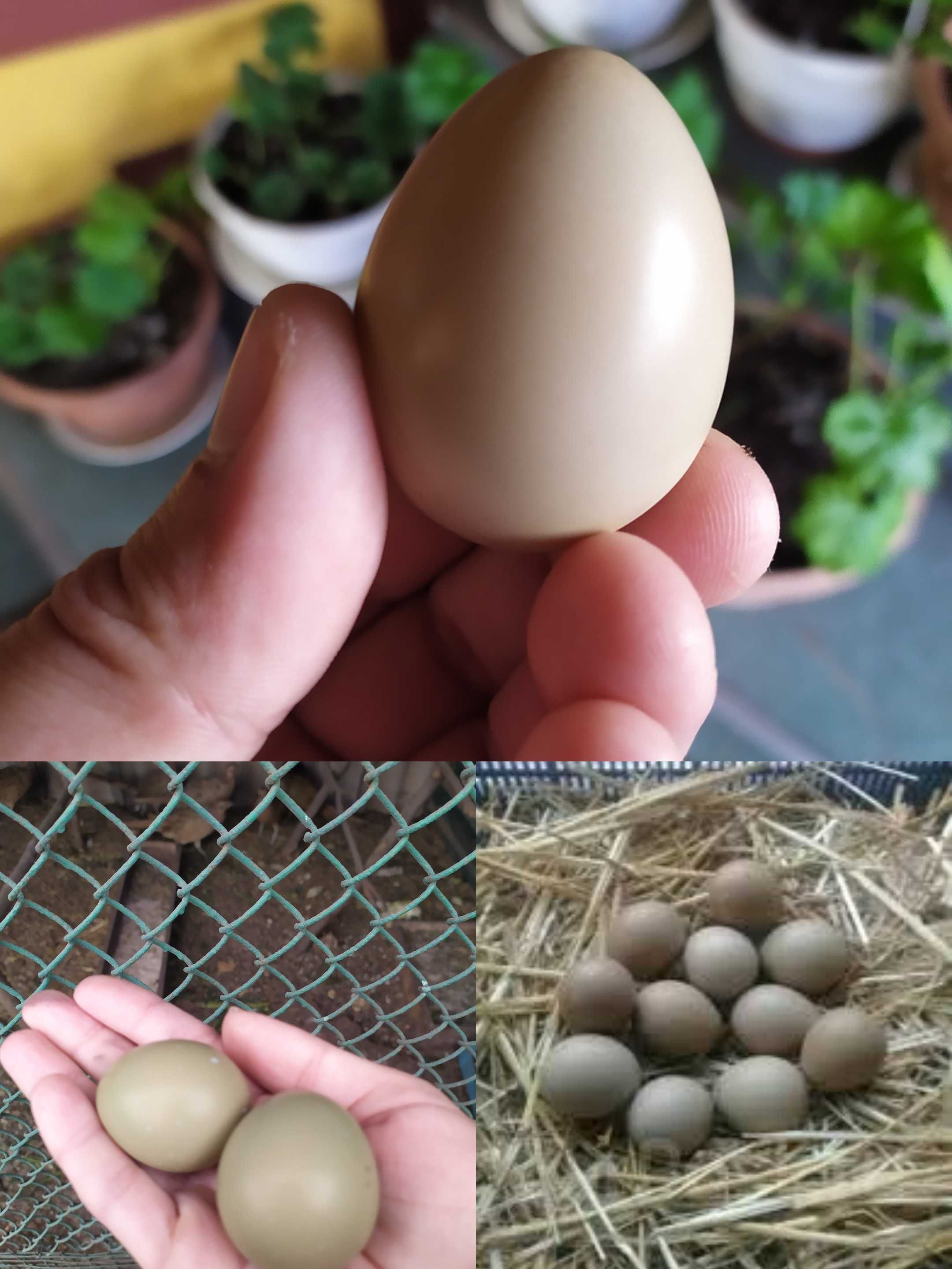 Инкубационные яйца Фазана!