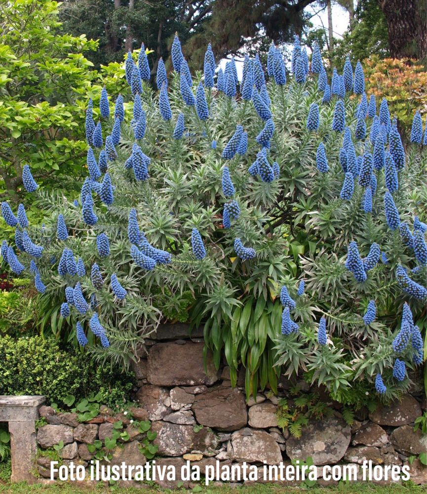 Echium Candicans / Orgulho da Madeira