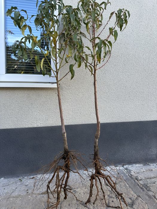 Саженцы персик «нектарин» «редхевен» «кардинал»