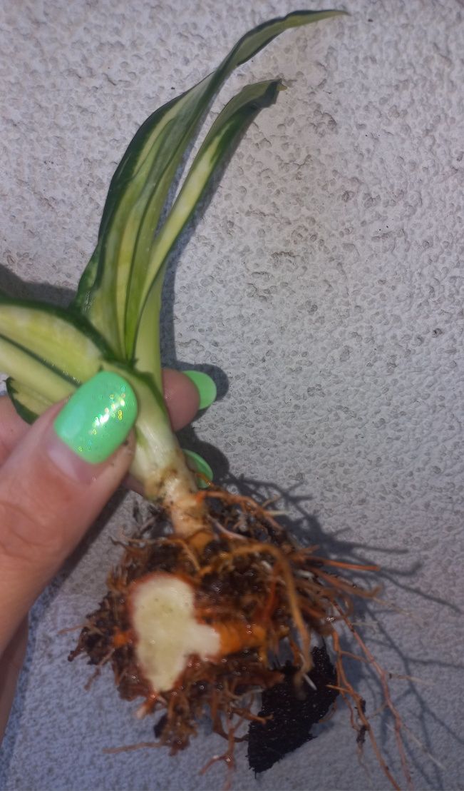 Sansevieria Spiral Star