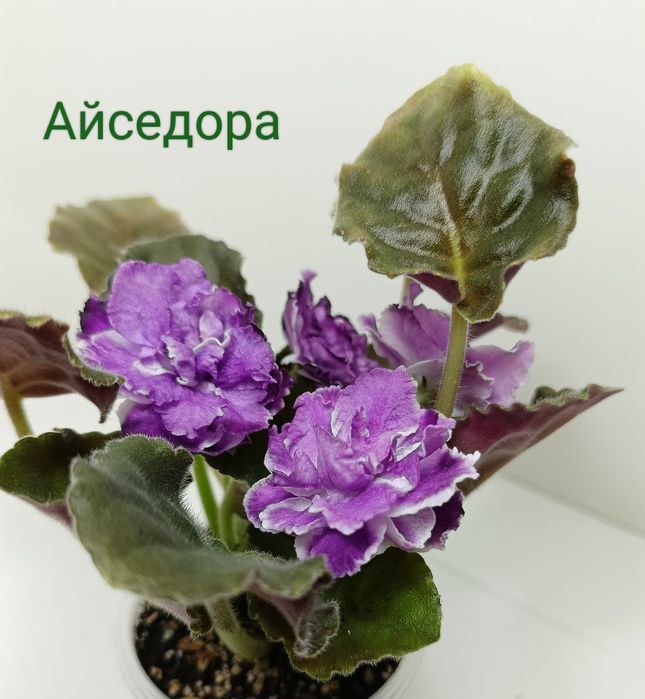 Продам фіалки сортові