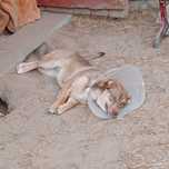 Leoś  - pies idealny, gotowy do adopcji!