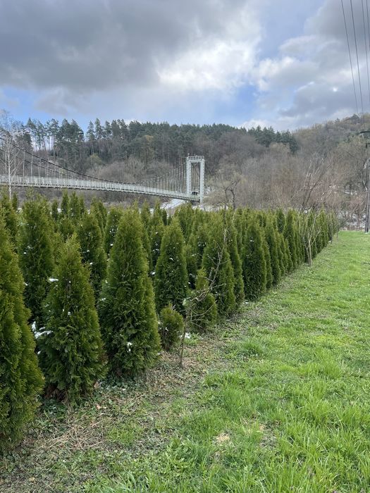 Tuje na sprzedaż – Krasice