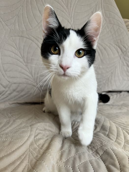 Cudowny Alvinek szuka domku