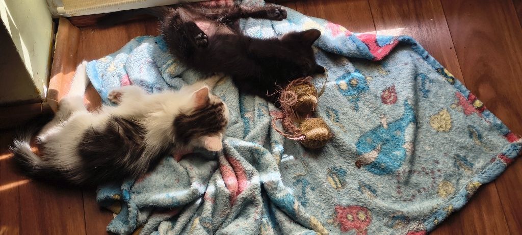 Kot Kotek Kocurek oddam, do adopcji