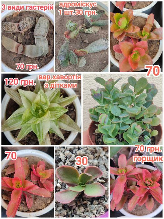 Сукуленти. Красула. Хавортія. Каланхое