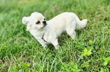 Chihuahua dziewczynka 6 mc Zkwp