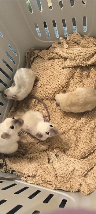 Dwa Szczury Dumbo Syjamskie Rasowe - REX