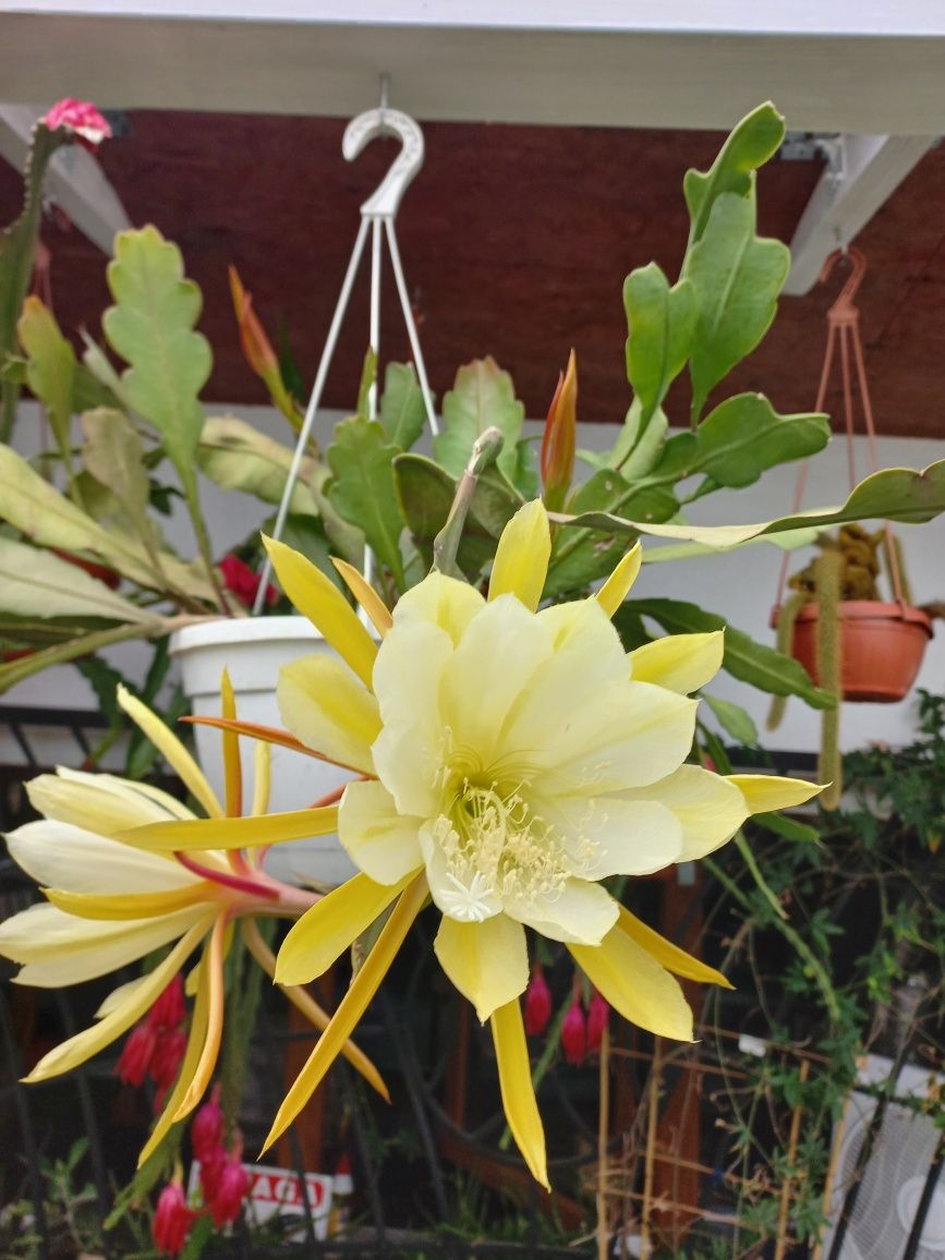 Epiphyllum kaktus kwitnący