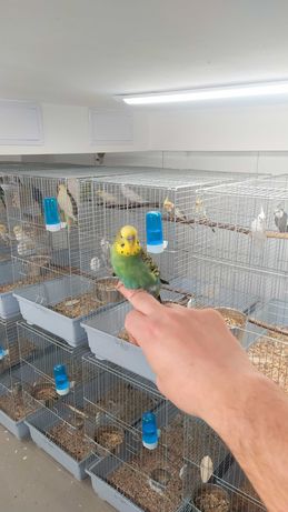 Papugi faliste - idealne do oswojenia
