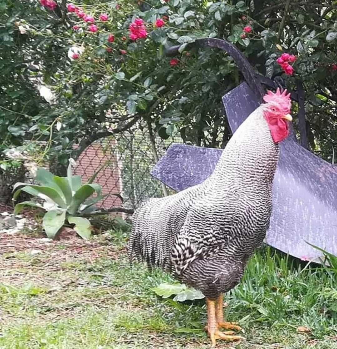 Ovos para incubação e algumas aves:Wyandottes Prateados, Plymound...