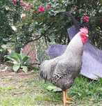 Ovos para incubação das seguintes aves...