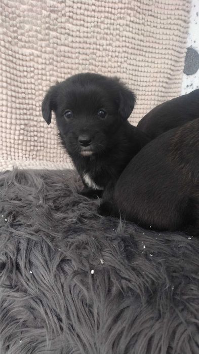 Oddam pieski w dobre ręce