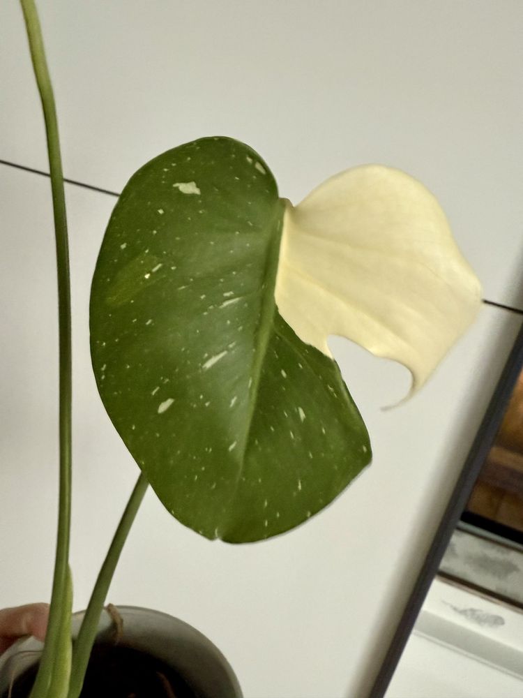 Monstera Thai z bielą