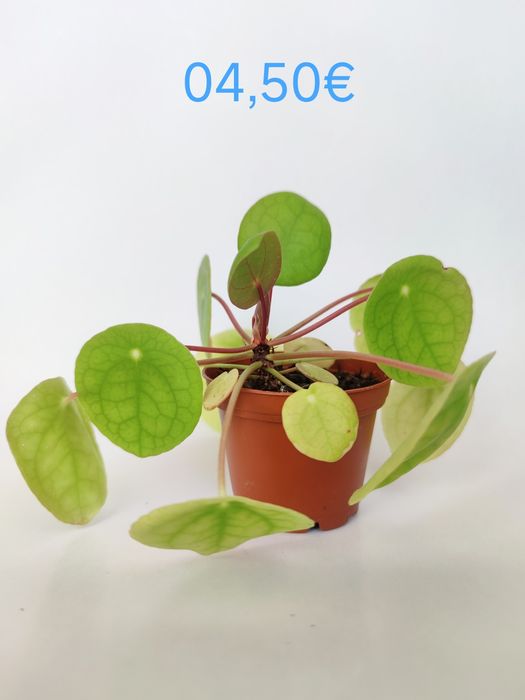 Planta bebé pilea peperomioides