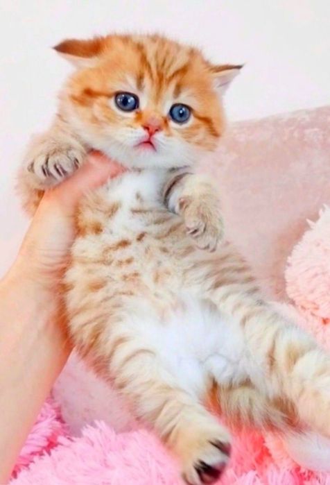 Золотой тигрёнок девочка милашка шотландочка