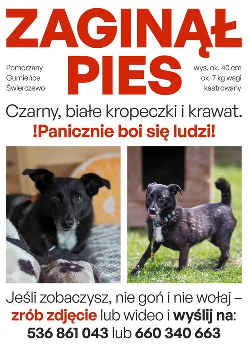 Zaginął pies mały czarny w białe kropki
