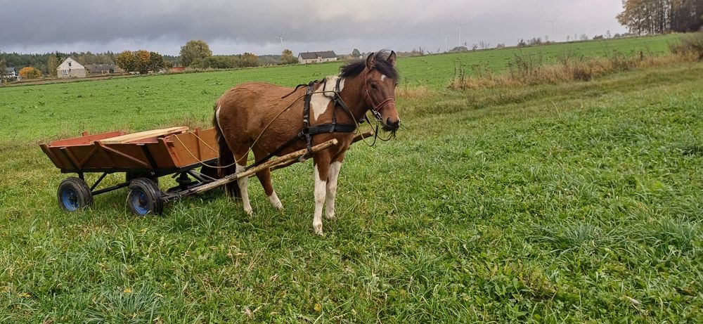 Sprzedam Klacz tupu huculskiego
