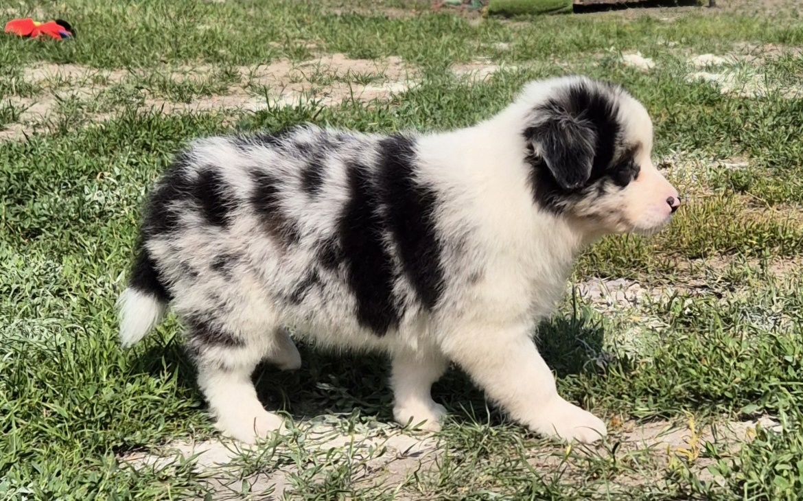 Suczka border collie