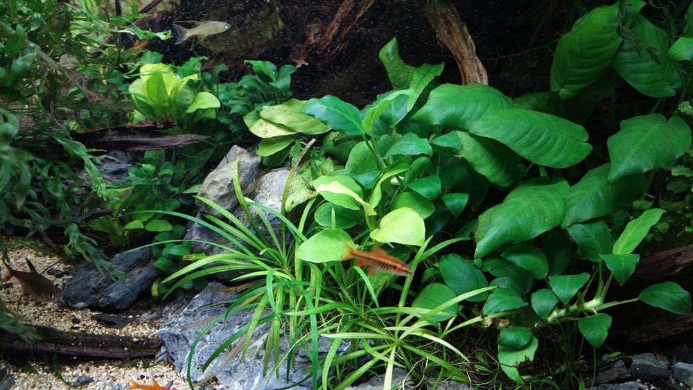Pack váios tipos Plantas Aquário água doce