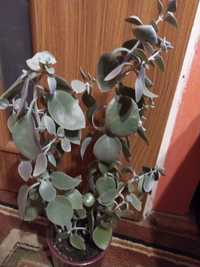 Chamodera kwiat doniczkowy