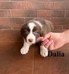 Border Collie, Suczka z Rodowodem, Rodzice przebadani, Dalia