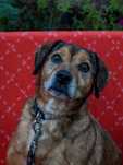 Adopcja Rudy Korek Kochający Dom