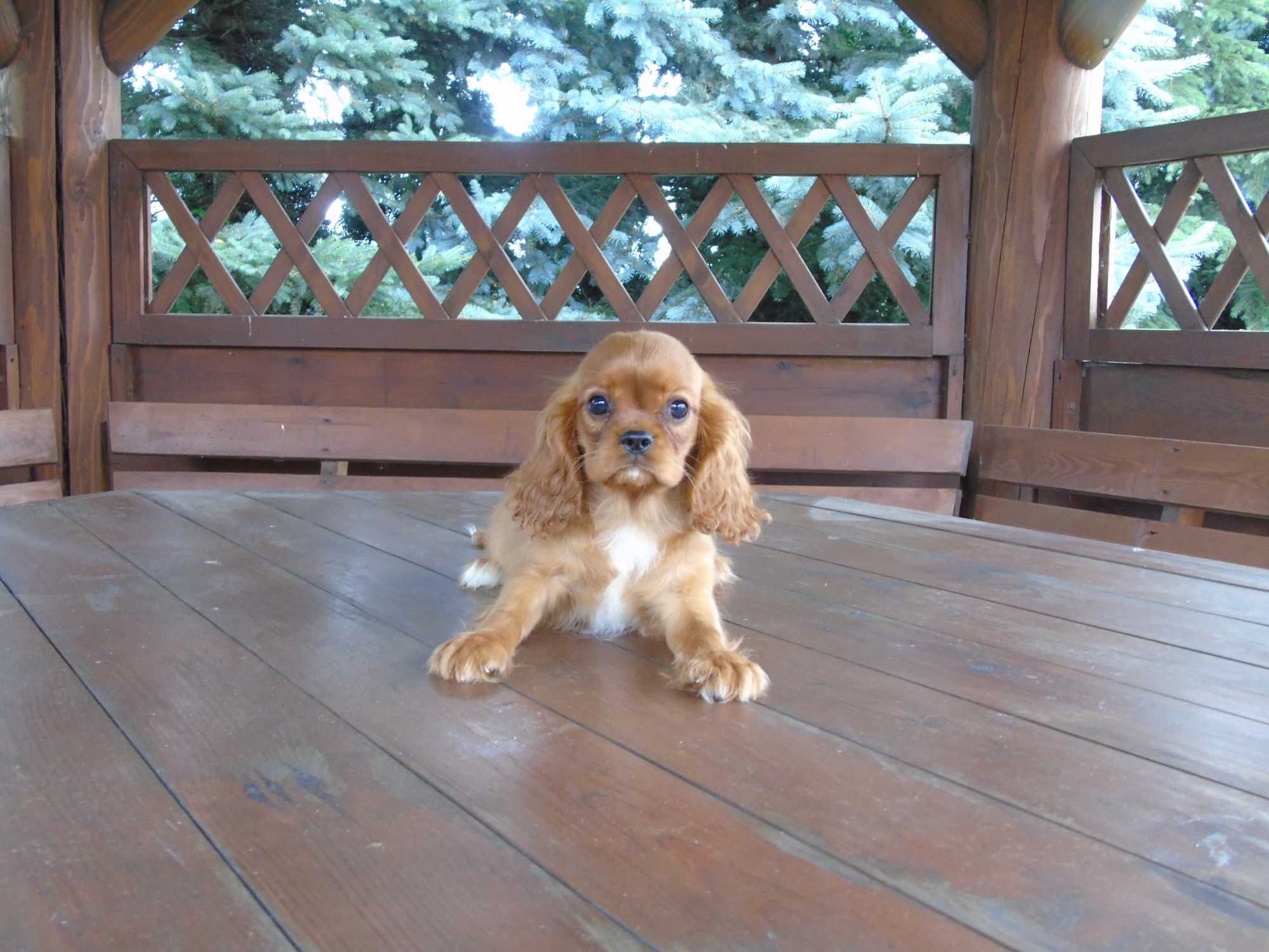 Cavalier King Charles Spaniel chłopiec