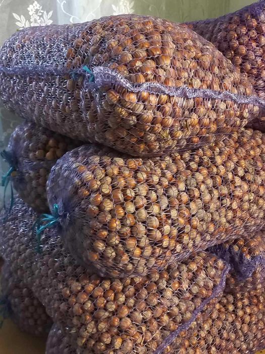 Продам орехи фундук не очищенный.
