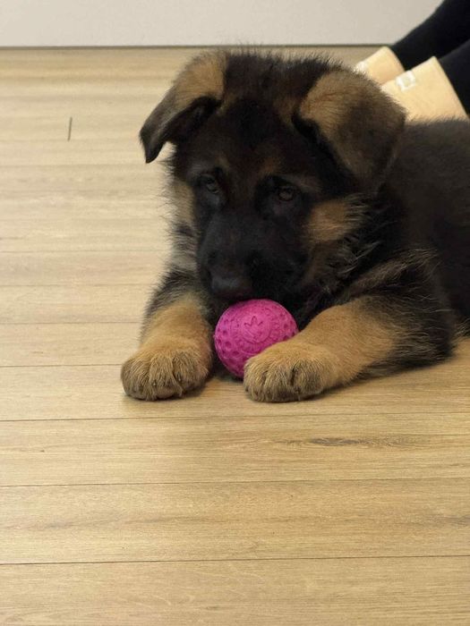 Owczarek niemiecki krótkowłosy suczka